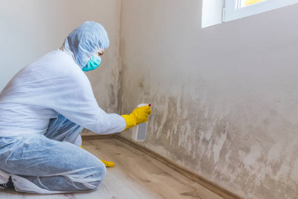 Best Industrial Mold Remediation  in West New York, NJ
