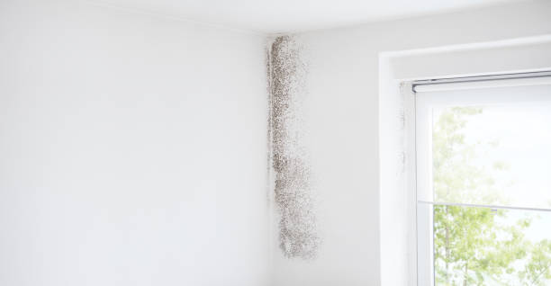 Mold Removal for HVAC Installations in West New York, NJ