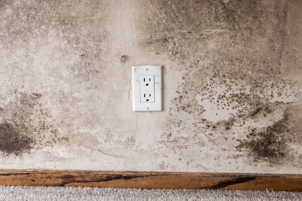 Best Asbestos and Lead Testing During Mold Inspection  in West New York, NJ
