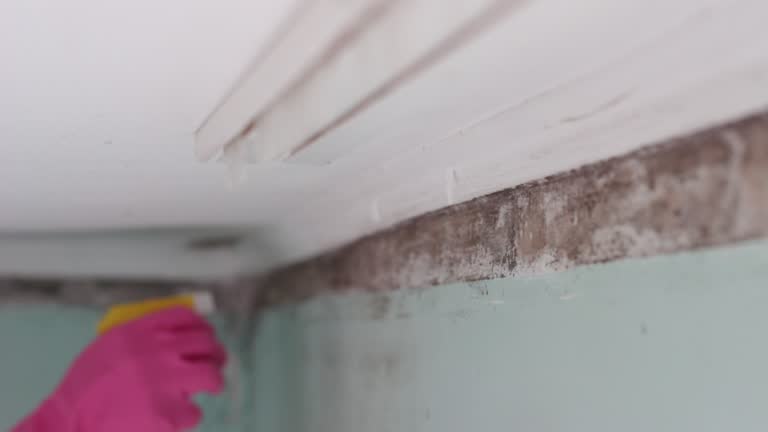 Professional Mold Removal in West New York, NJ