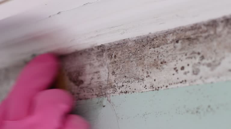 Best Black Mold Removal  in West New York, NJ